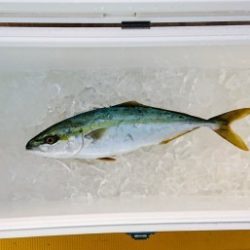 火遠理丸（ほおりまる） 釣果