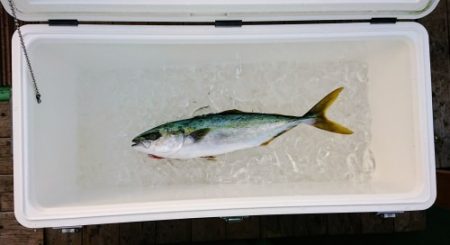 火遠理丸（ほおりまる） 釣果