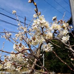 火遠理丸（ほおりまる） 釣果