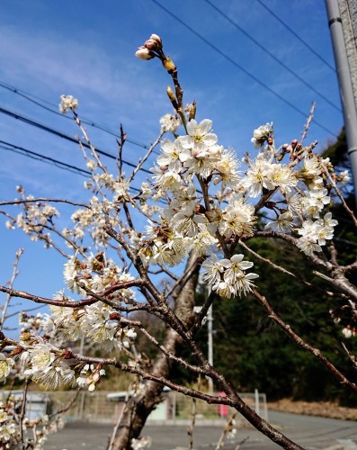 火遠理丸（ほおりまる） 釣果