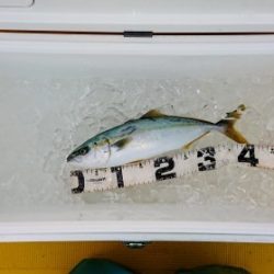 火遠理丸（ほおりまる） 釣果