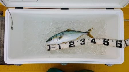 火遠理丸（ほおりまる） 釣果