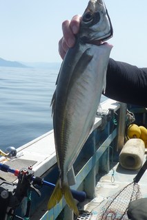 松福丸 釣果