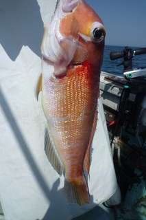 松福丸 釣果