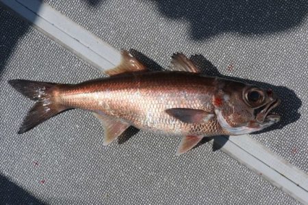 へいみつ丸 釣果