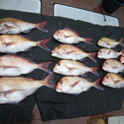 小海途 釣果