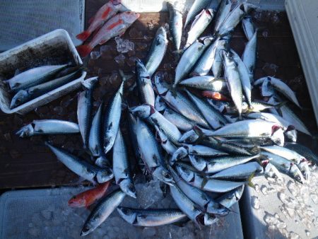 小海途 釣果