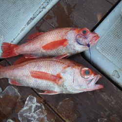 小海途 釣果