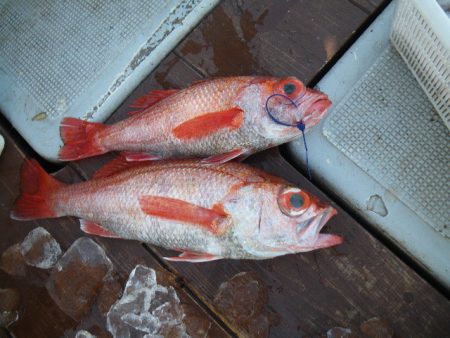 小海途 釣果