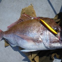 小海途 釣果