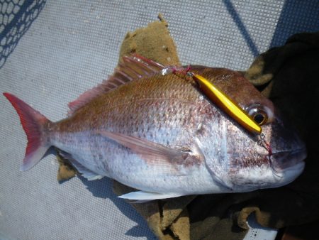 小海途 釣果