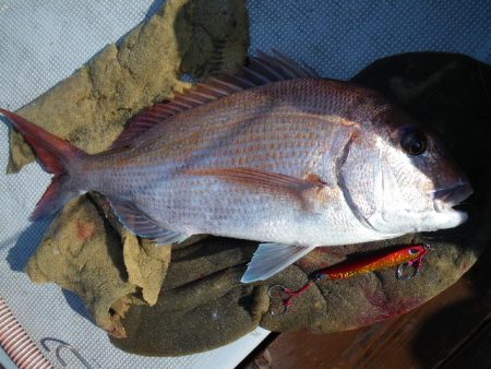 小海途 釣果