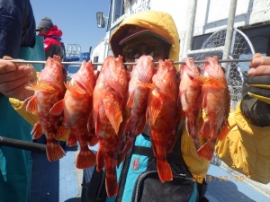 石川丸 釣果