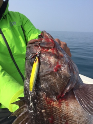 シーモンキー 釣果