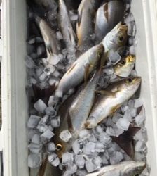 小倉丸 釣果