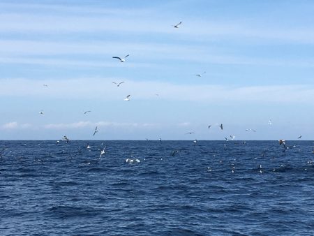 松鶴丸 釣果