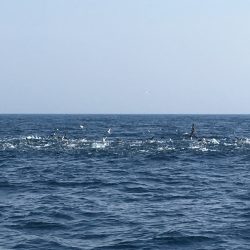 松鶴丸 釣果