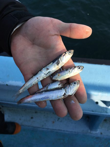 松鶴丸 釣果