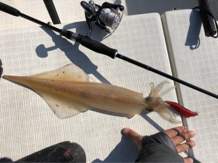 「LaGooN」蒼陽丸 日和号　 釣果