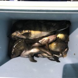 ヤザワ渡船 釣果