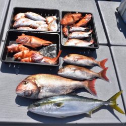 渡船屋たにぐち 釣果