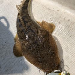 「LaGooN」蒼陽丸 日和号　 釣果