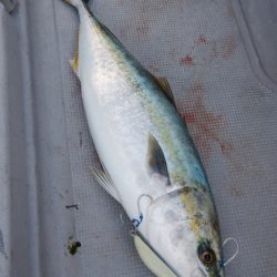 渡船屋たにぐち 釣果