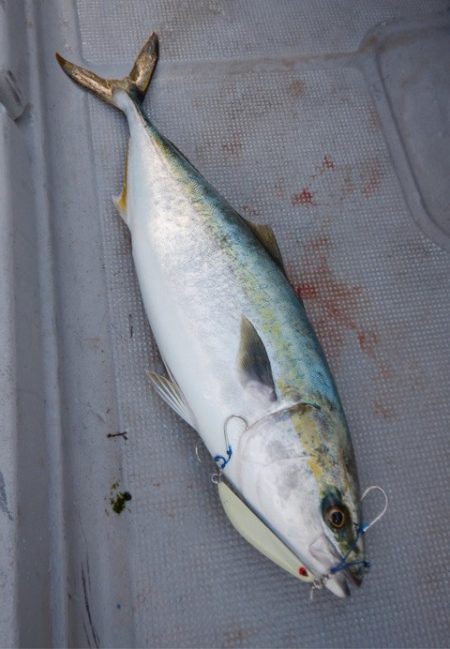 渡船屋たにぐち 釣果