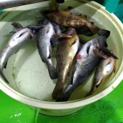 小島丸 釣果