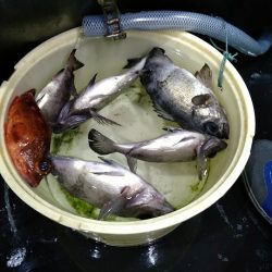 小島丸 釣果