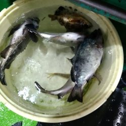 小島丸 釣果