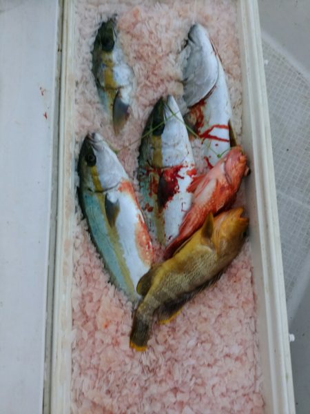 bay style 釣果