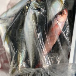 丸万釣船 釣果