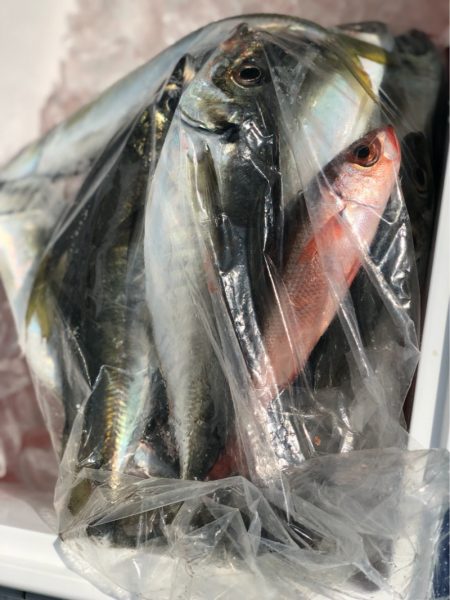 丸万釣船 釣果