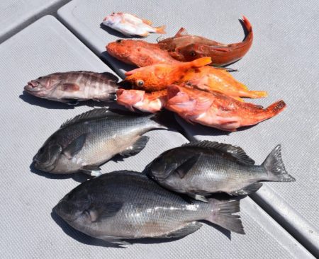 渡船屋たにぐち 釣果