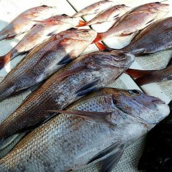 タイラバ遊漁船 ワンピース 釣果