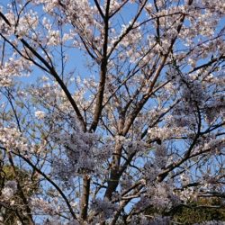 だて丸 釣果