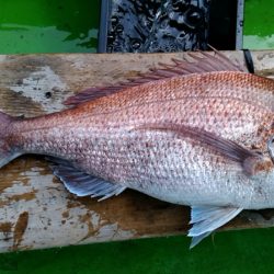 小島丸 釣果