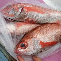 ぽん助丸 釣果