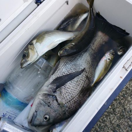 もと明丸 釣果