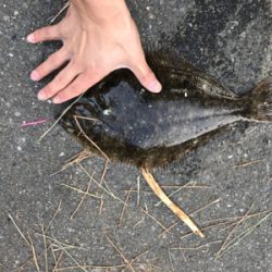 福浦近辺 カレイ釣り