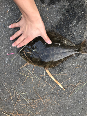 福浦近辺 カレイ釣り