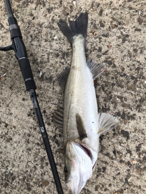 やっと釣れた♫