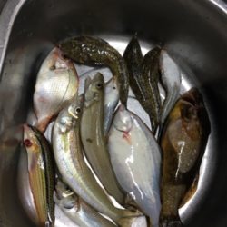 まぁまぁ釣れた！