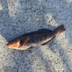 餌釣り