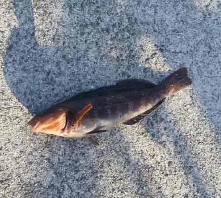 餌釣り