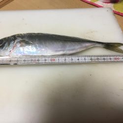 アジ釣れた