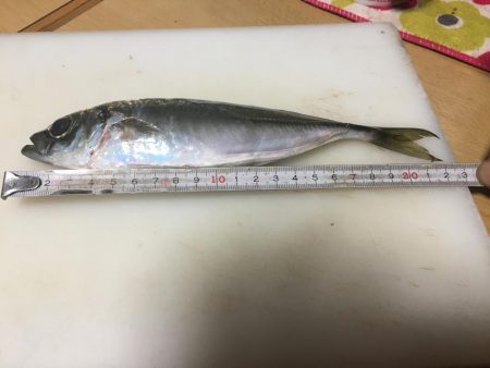 アジ釣れた