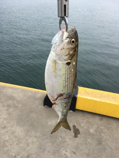 四国引越し後初釣行初釣果