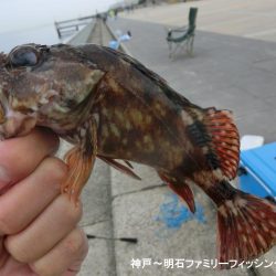 根魚絶好調